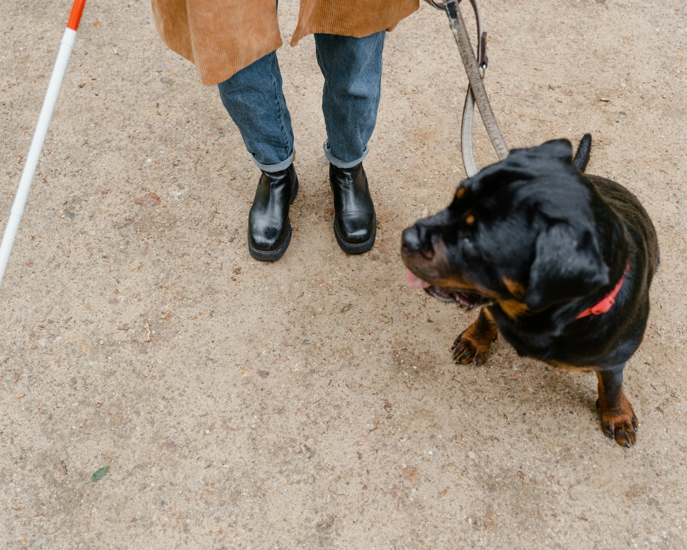Assistance Dogs